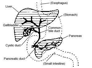 Illustration of liver and gallbladder